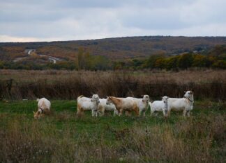 Reaching Robert College by Boat