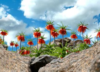 Administration and Travel in the Border Provinces